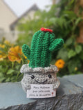Le Cactus